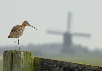 BUITEN BEELD Foto: 27070