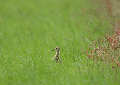 BUITEN BEELD Foto: 27071