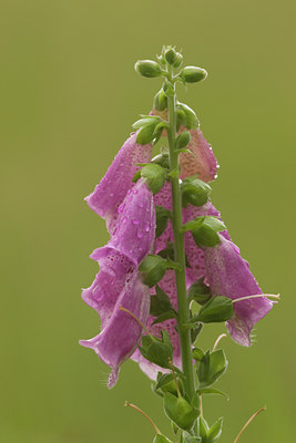 BUITEN BEELD Foto: 27092