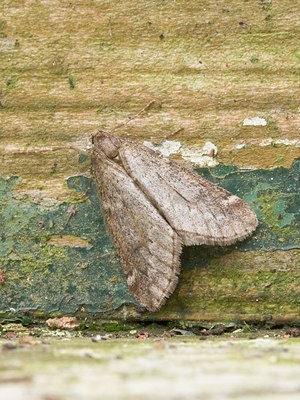 BUITEN BEELD Foto: 27100