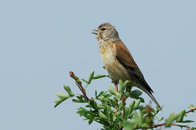 BUITEN BEELD Foto: 27111