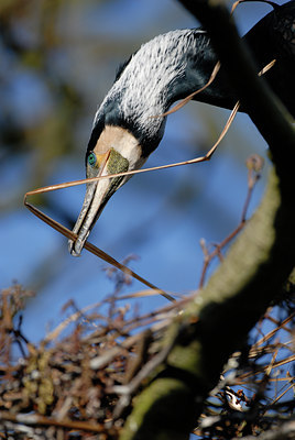 BUITEN BEELD Foto: 27115
