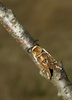BUITEN BEELD Foto: 27121