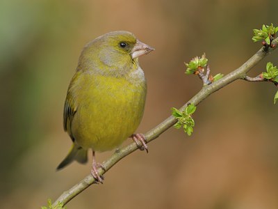 BUITEN BEELD Foto: 27138