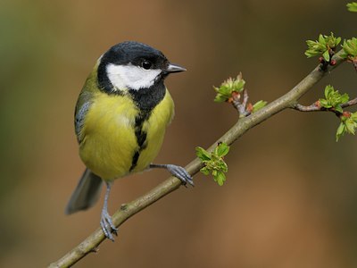 BUITEN BEELD Foto: 27139