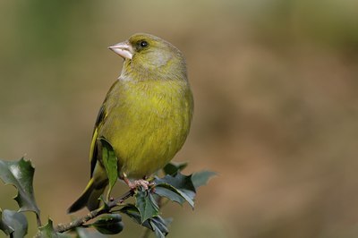 BUITEN BEELD Foto: 27141