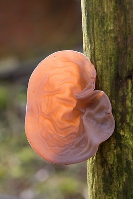 BUITEN BEELD Foto: 27145