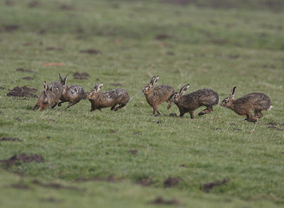BUITEN BEELD Foto: 27152