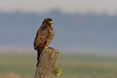 BUITEN BEELD Foto: 27158