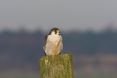 BUITEN BEELD Foto: 27169