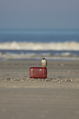 BUITEN BEELD Foto: 27170