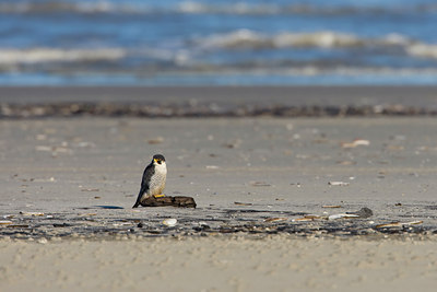 BUITEN BEELD Foto: 27171