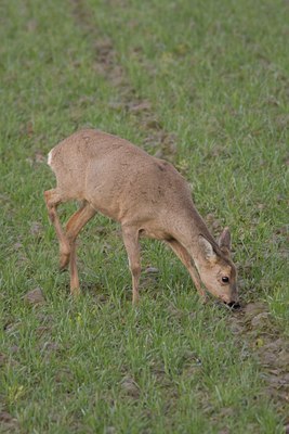 BUITEN BEELD Foto: 27174