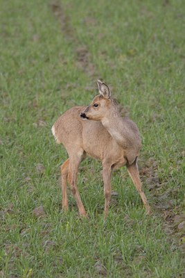 BUITEN BEELD Foto: 27180