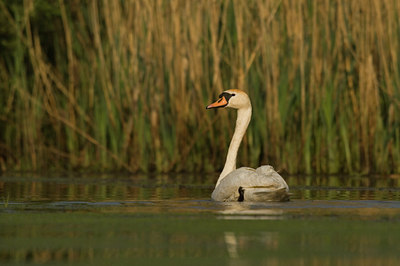 BUITEN BEELD Foto: 27182