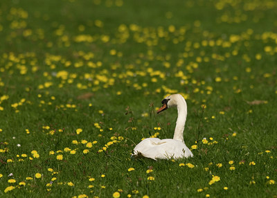 BUITEN BEELD Foto: 27183