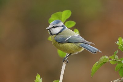 BUITEN BEELD Foto: 27211