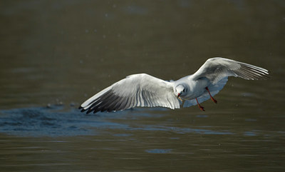 BUITEN BEELD Foto: 27221