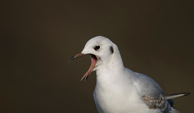 BUITEN BEELD Foto: 27222
