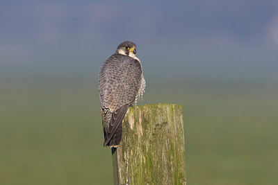 BUITEN BEELD Foto: 27234