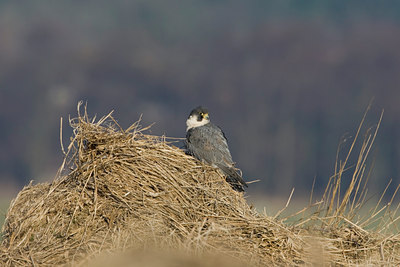 BUITEN BEELD Foto: 27238