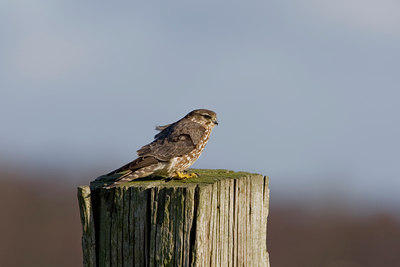 BUITEN BEELD Foto: 27241