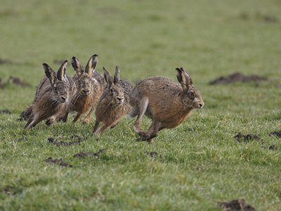 BUITEN BEELD Foto: 27259