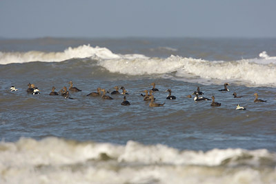 BUITEN BEELD Foto: 27287