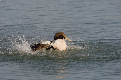BUITEN BEELD Foto: 27289