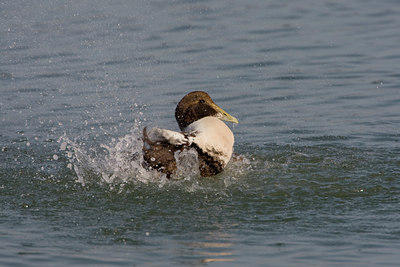 BUITEN BEELD Foto: 27290