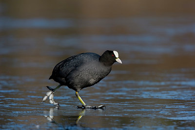 BUITEN BEELD Foto: 27294