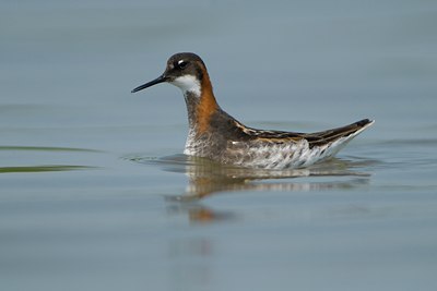 BUITEN BEELD Foto: 27306