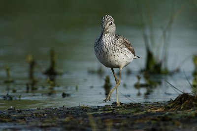 BUITEN BEELD Foto: 27311