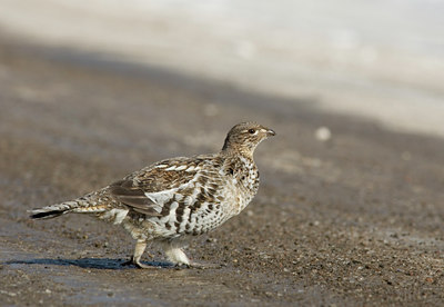 BUITEN BEELD Foto: 27322