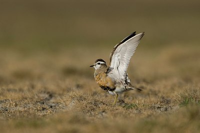 BUITEN BEELD Foto: 27334