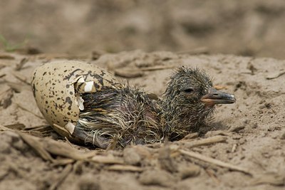 BUITEN BEELD Foto: 27339
