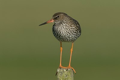 BUITEN BEELD Foto: 27341