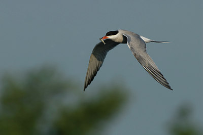 BUITEN BEELD Foto: 27342