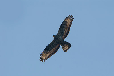 BUITEN BEELD Foto: 27343