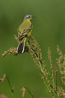 BUITEN BEELD Foto: 27346
