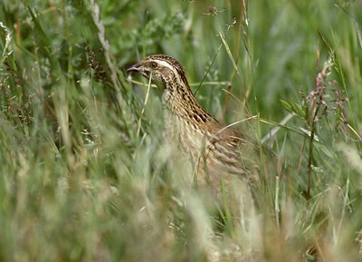BUITEN BEELD Foto: 27348