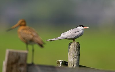 BUITEN BEELD Foto: 27351