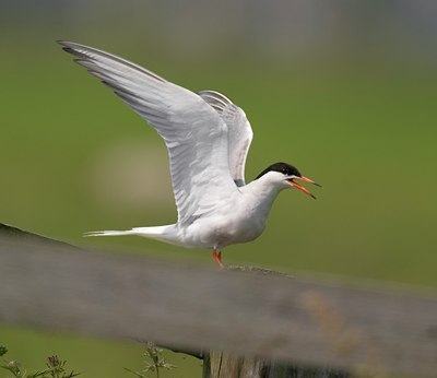 BUITEN BEELD Foto: 27358