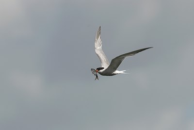 BUITEN BEELD Foto: 27360