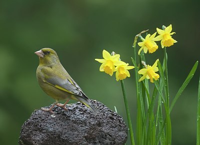 BUITEN BEELD Foto: 27374