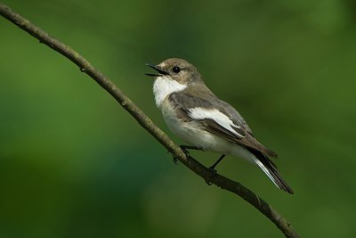 BUITEN BEELD Foto: 27375