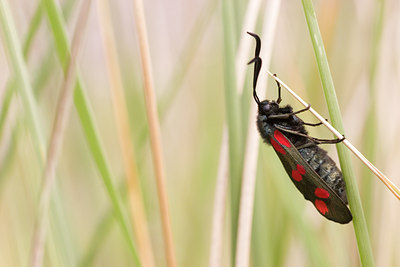 BUITEN BEELD Foto: 27387