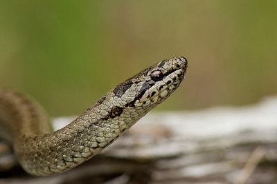BUITEN BEELD Foto: 27400