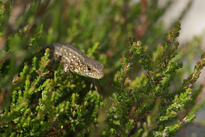 BUITEN BEELD Foto: 27401