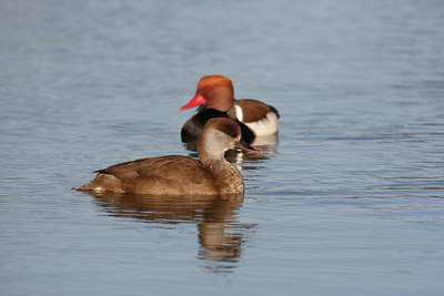 BUITEN BEELD Foto: 27443
